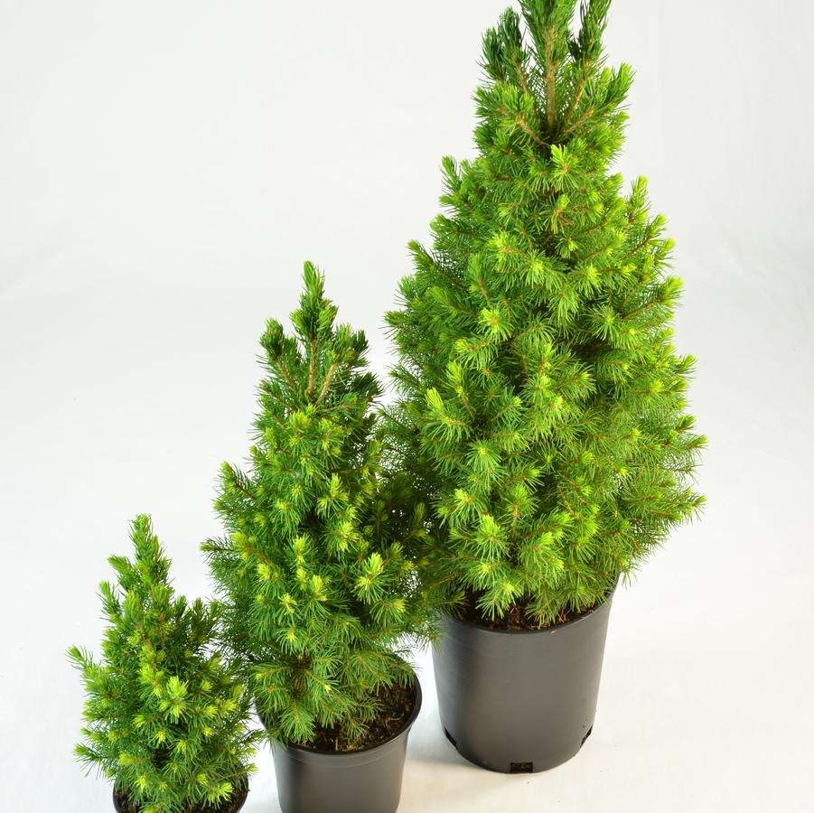 Picea glauca Conica Select