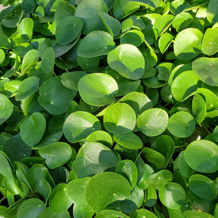 Pilea peperomioides Bitcoin