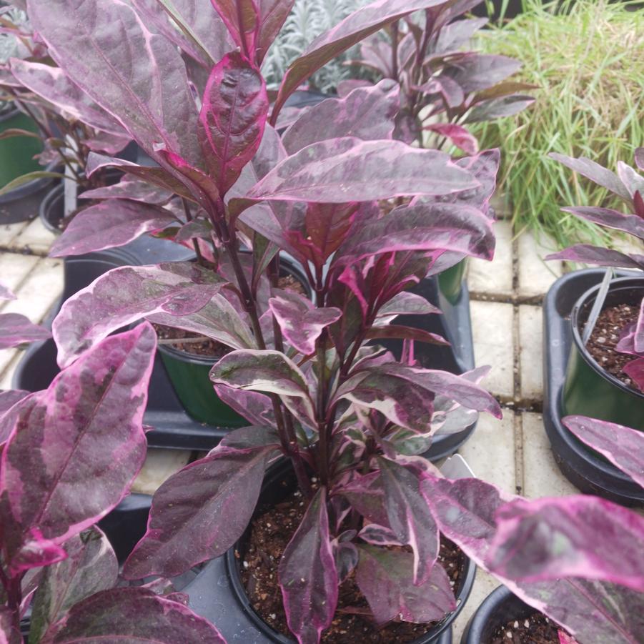 Pseuderanthemum Black Marble