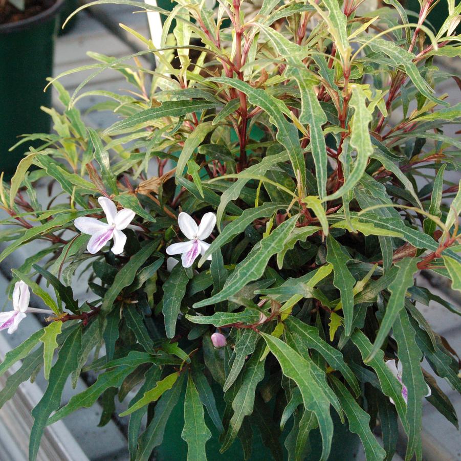 Pseuderanthemum Pseuchotic Reaction