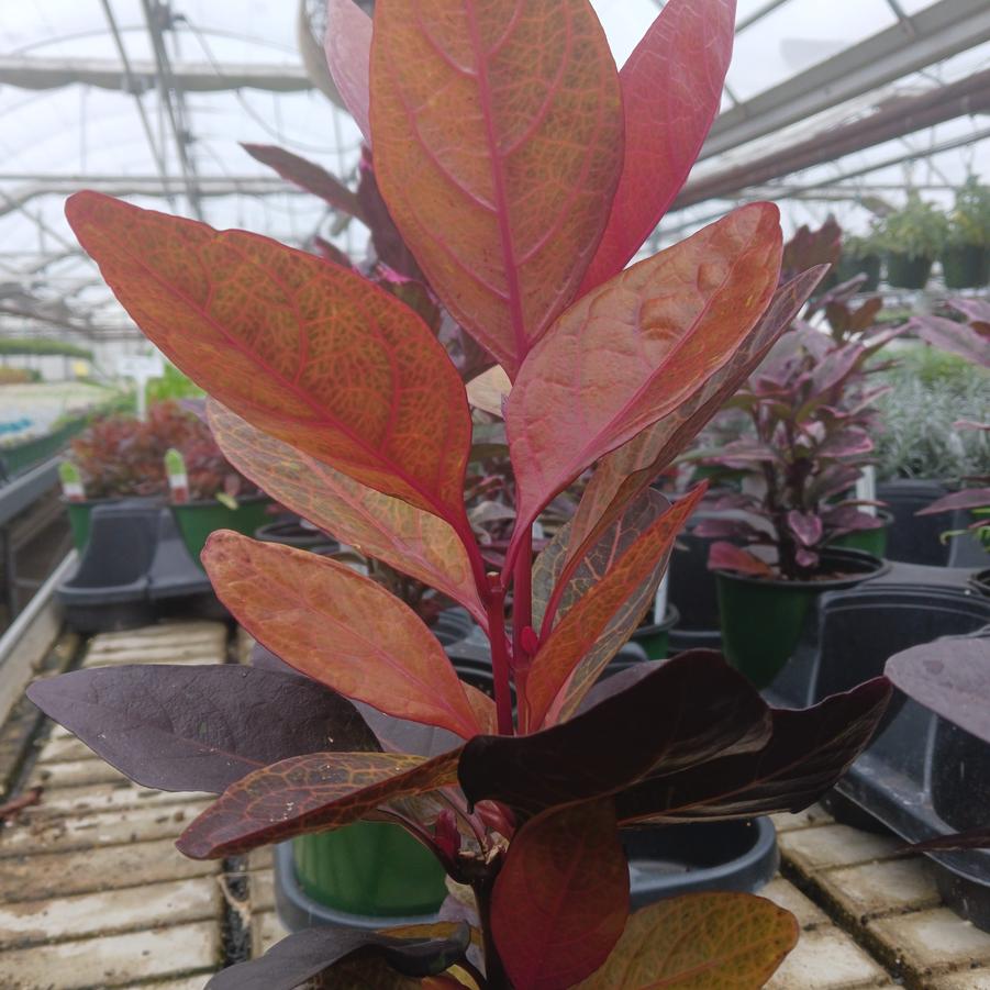 Pseuderanthemum Thai Bronze