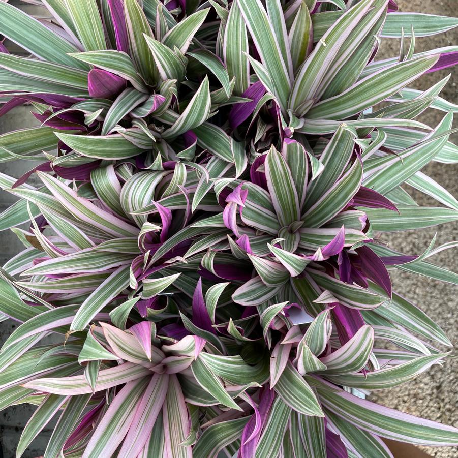 Rhoeo Tradescantia spathaea Tricolor