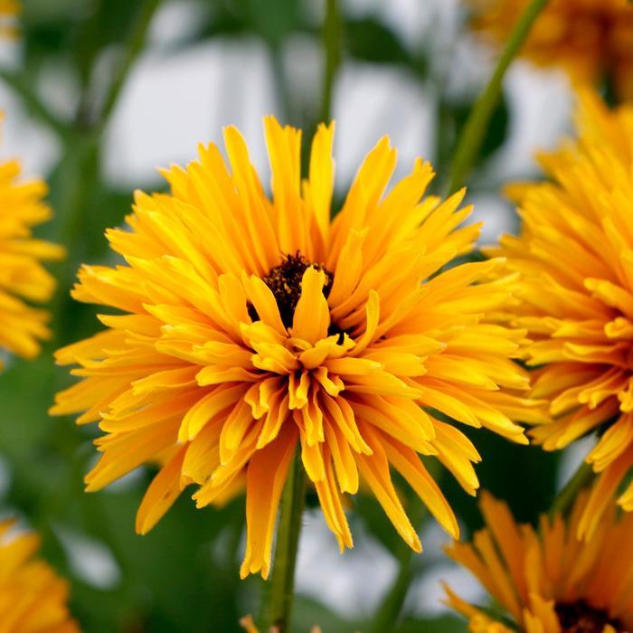 Rudbeckia Lion Cub