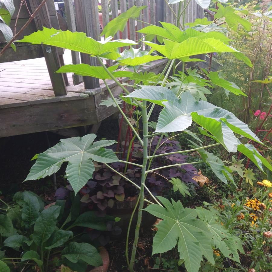 Ricinus zanzibarensis 