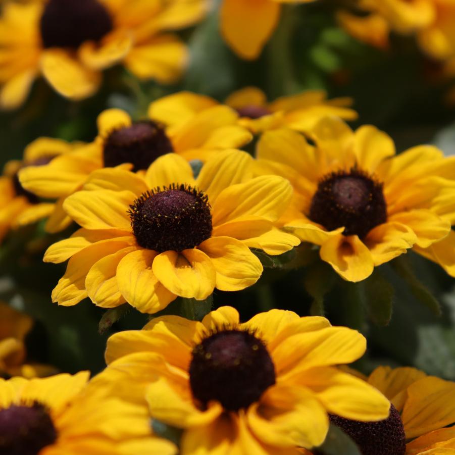 Rudbeckia hirta Tablemate Gold