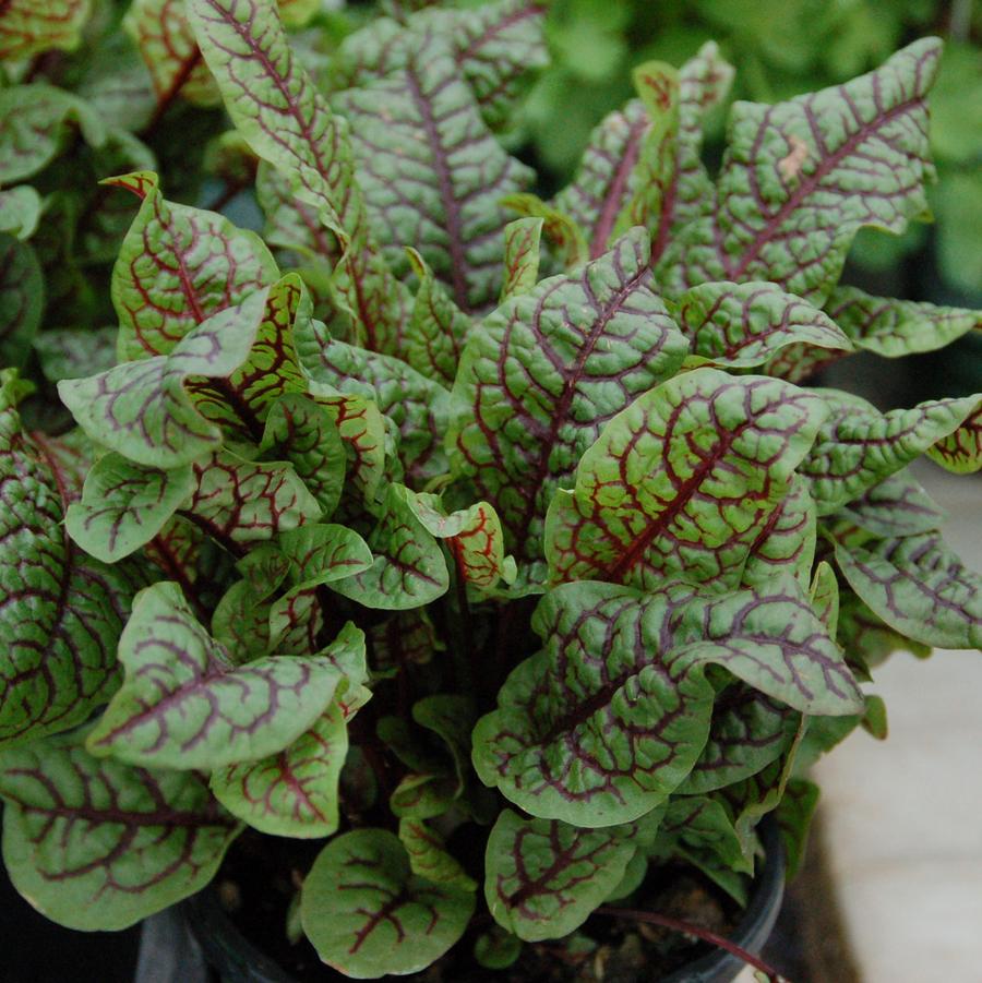 Rumex sanguineus Raspberry Dressing