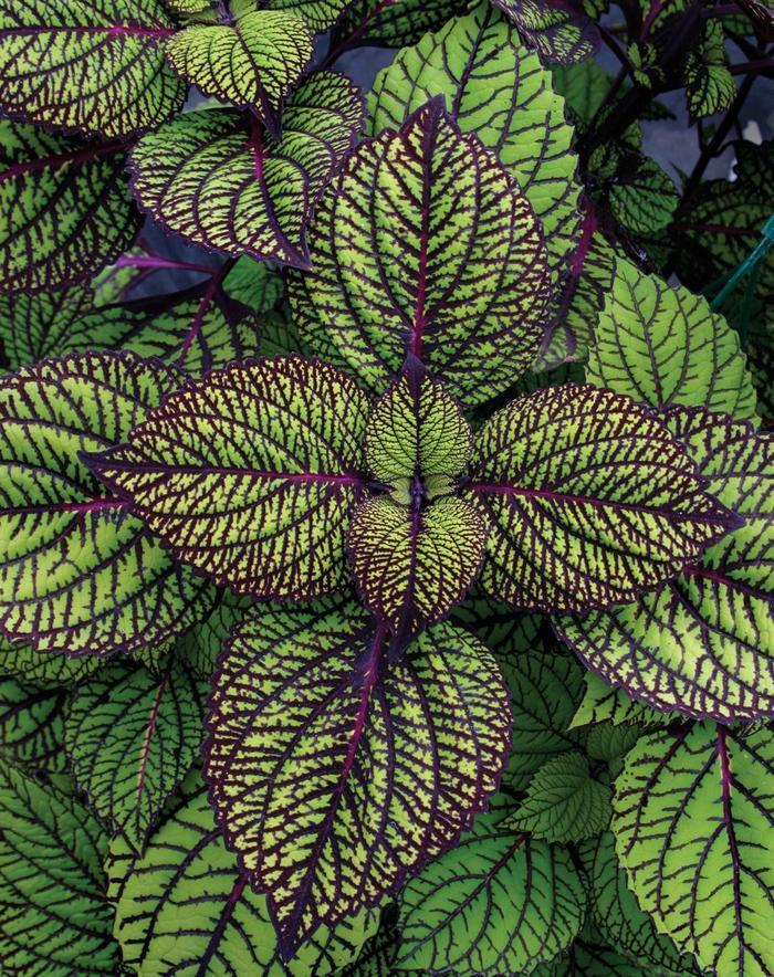 Coleus scutellarioides Fishnet Stockings