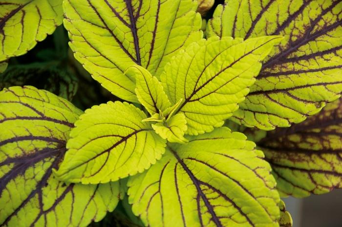 Coleus scutellarioides Gay's Delight