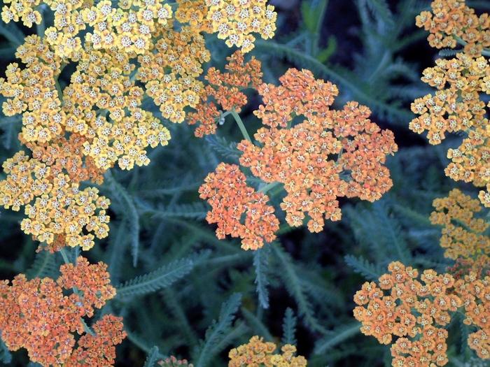 Achillea millefolium Terra Cotta