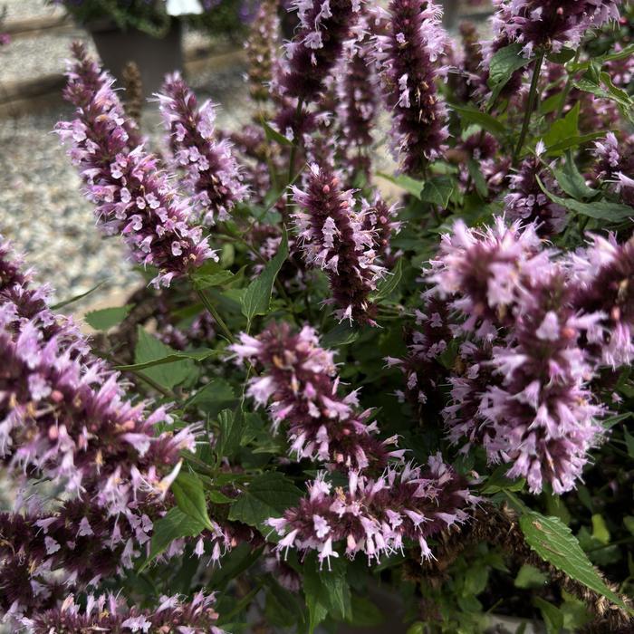 Agastache Beelicious Pink