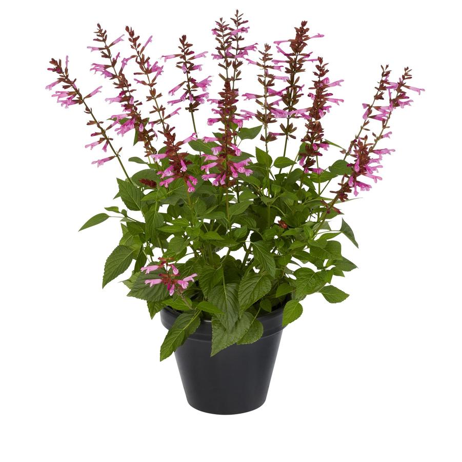 Salvia guaranitica Salgoon Lake Garda