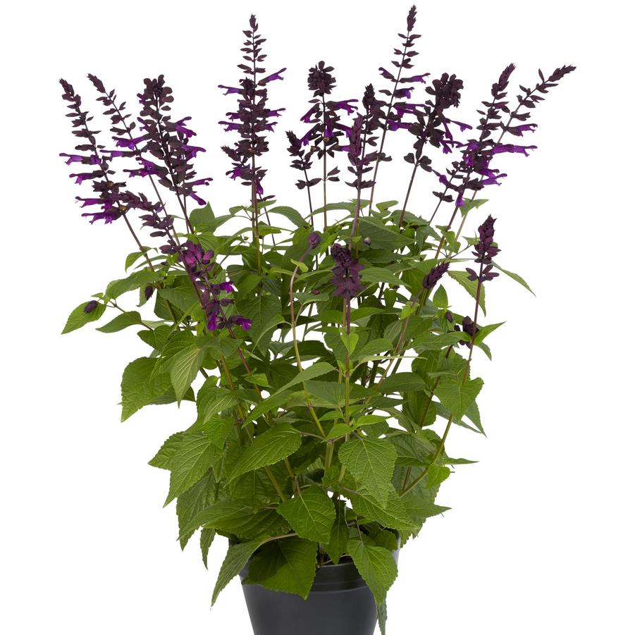 Salvia guaranitica Salgoon Lake Onega