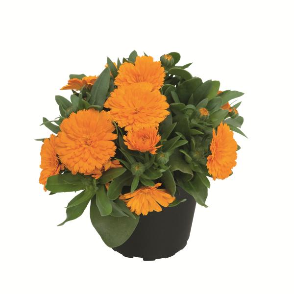 Calendula Power Daisy Tango