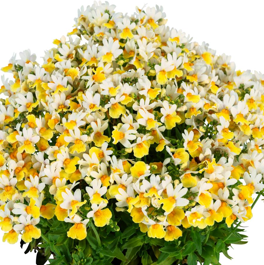Nemesia Escential&trade; Sunberry
