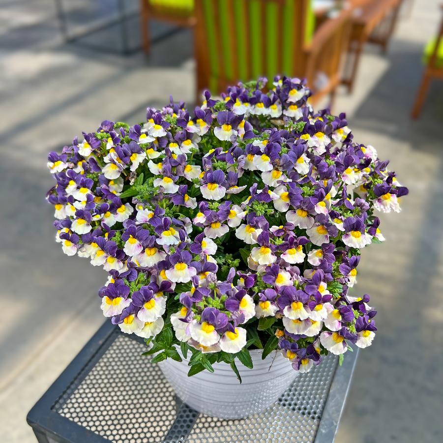 Nemesia Escential&trade; Elderberry