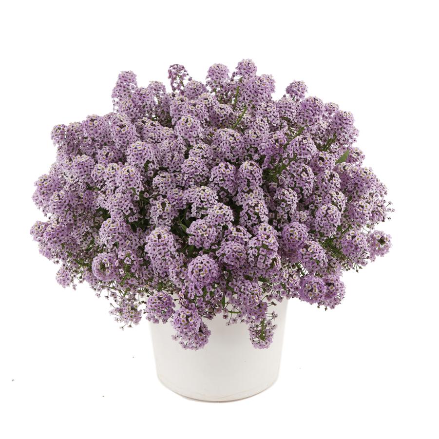 Lobularia hybrida Compact Stream Violet