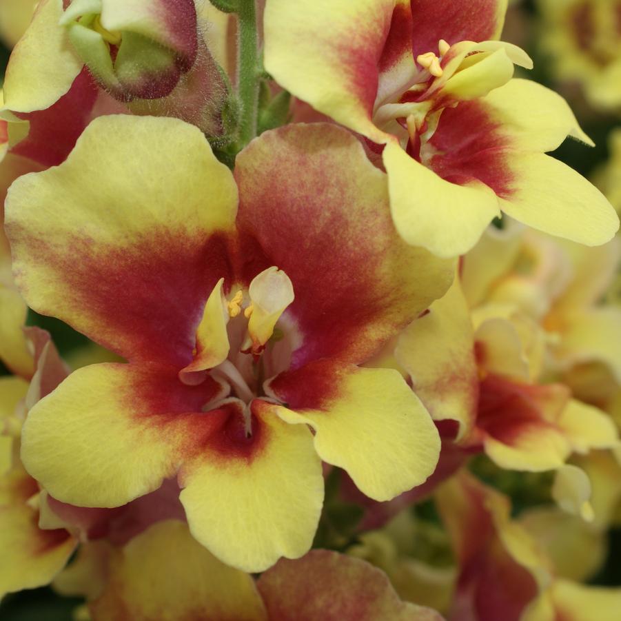 Antirrhinum majus DoubleShot Yellow Red Heart