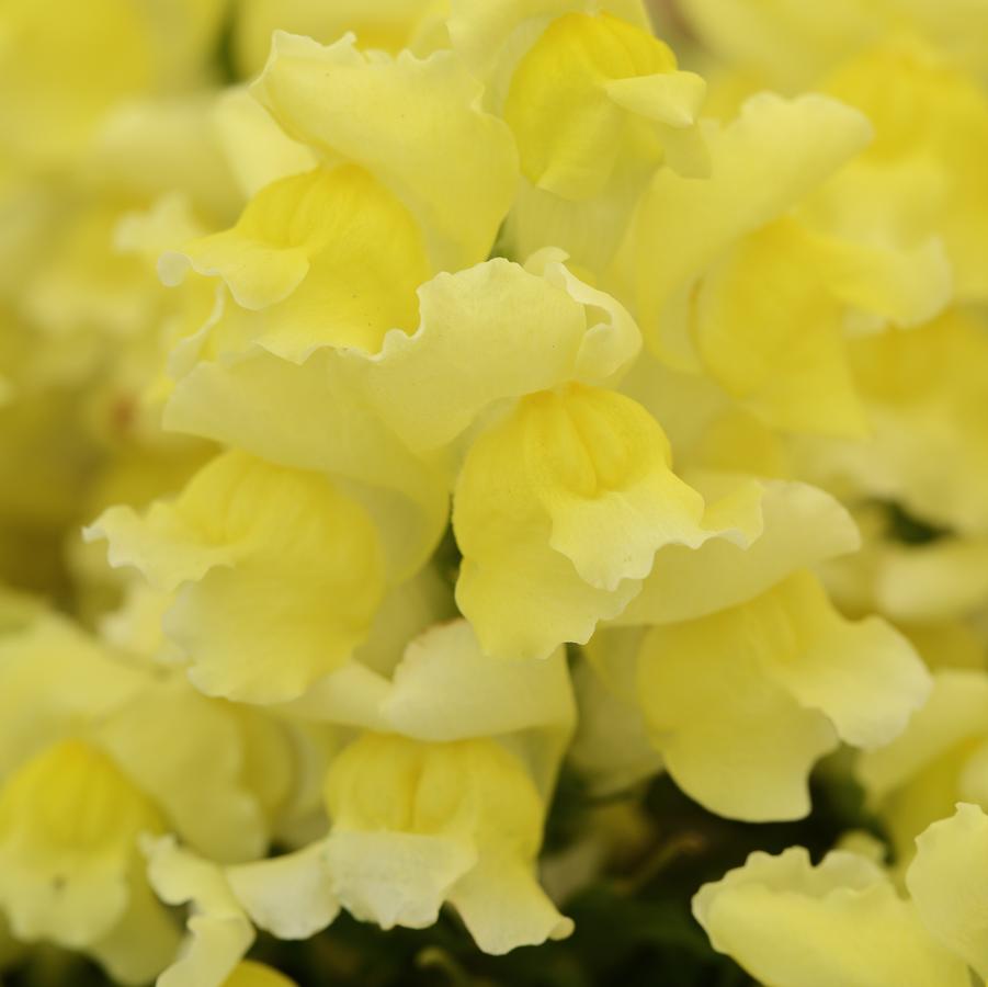 Antirrhinum majus Snapshot&trade; Orange Yellow