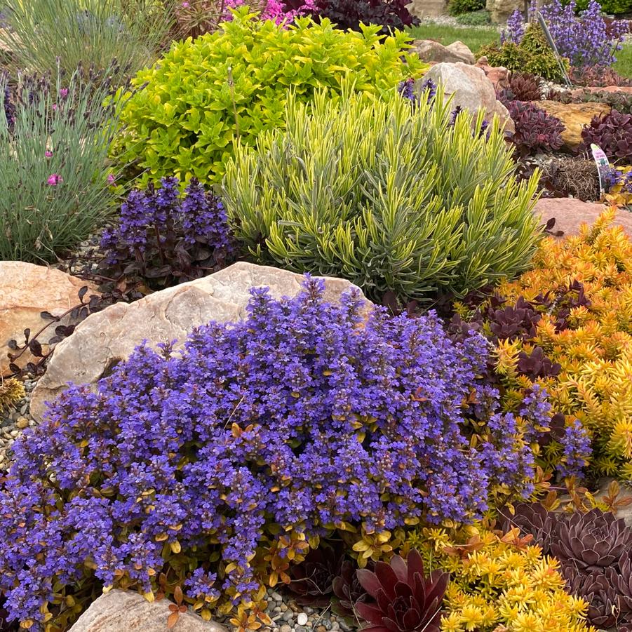 Ajuga Feathered Friends&trade; Fancy Finch