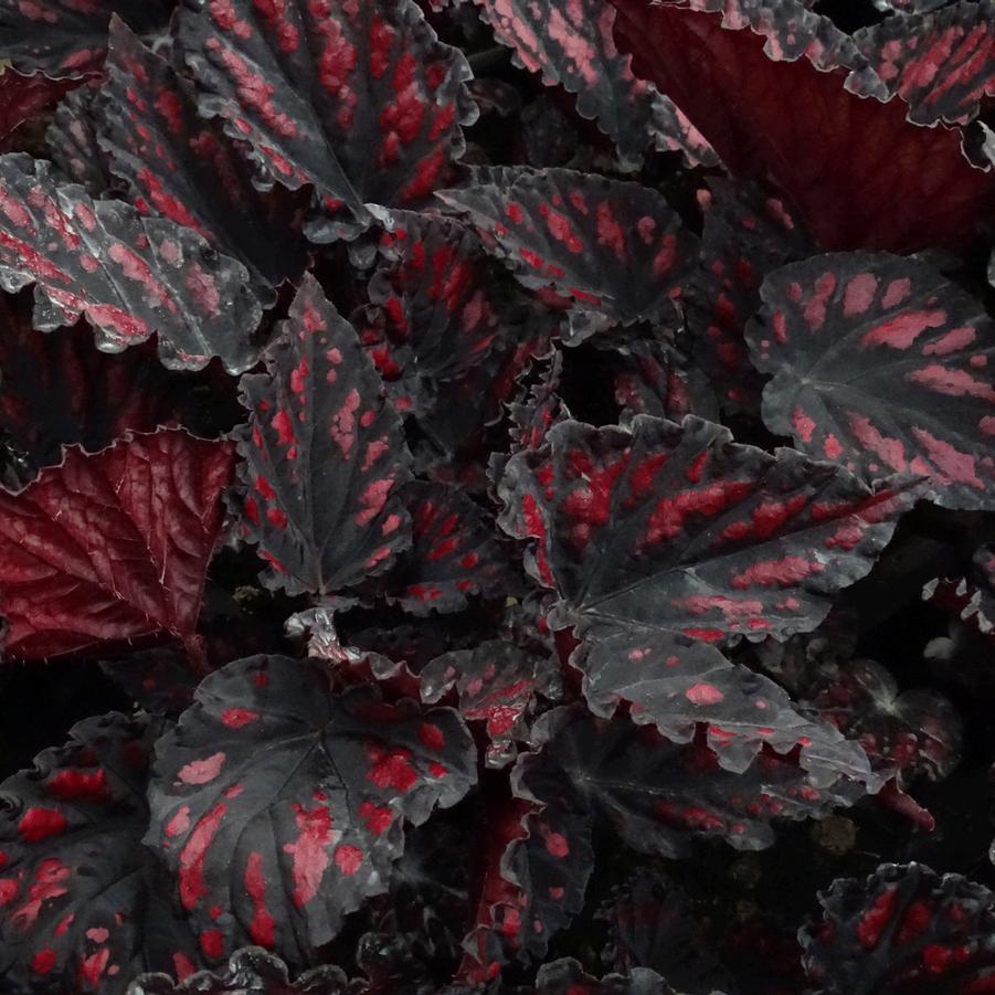 Begonia Spirit of Madagascar
