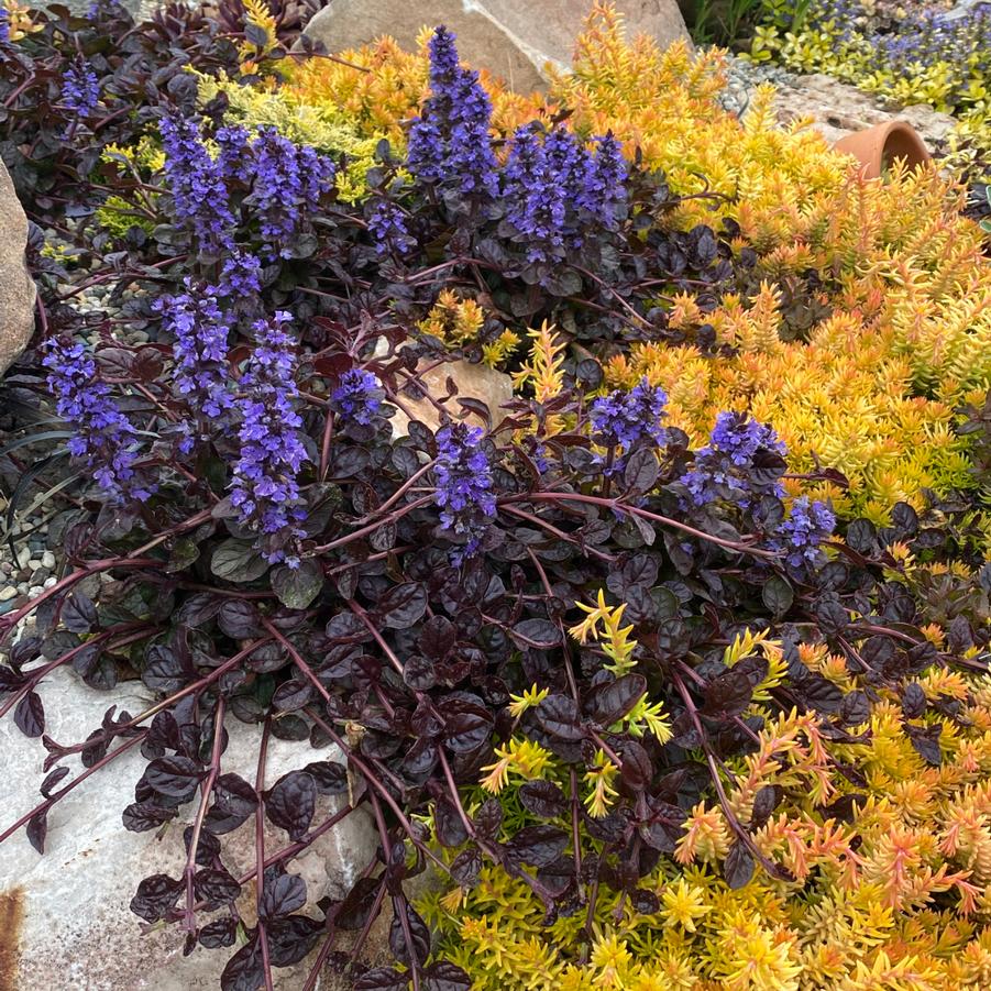 Ajuga Feathered Friends&trade; Fierce Falcon