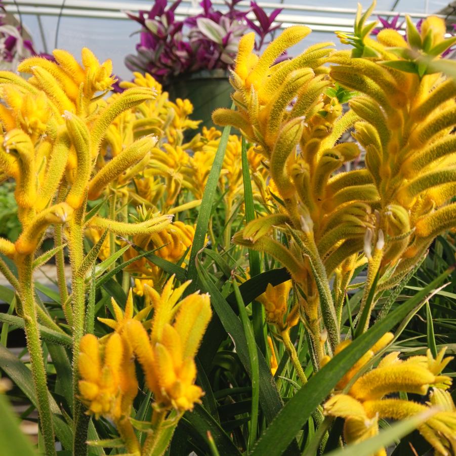 Anigozanthos Bush Gems&reg; Bush Glow