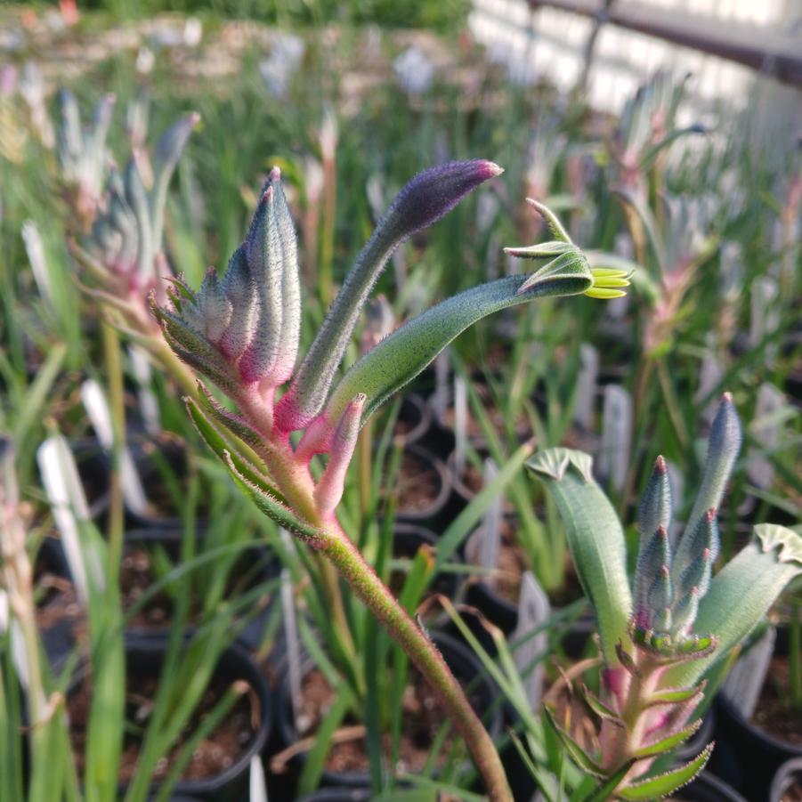 Anigozanthos Celebrations™ Fireworks