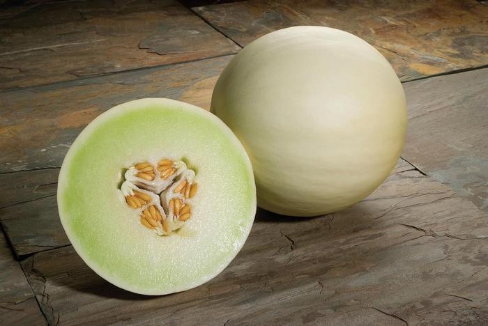 Cucumis melo 