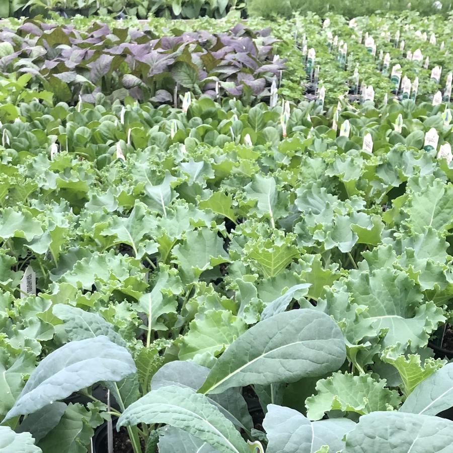 Brassica oleracea Green Curly