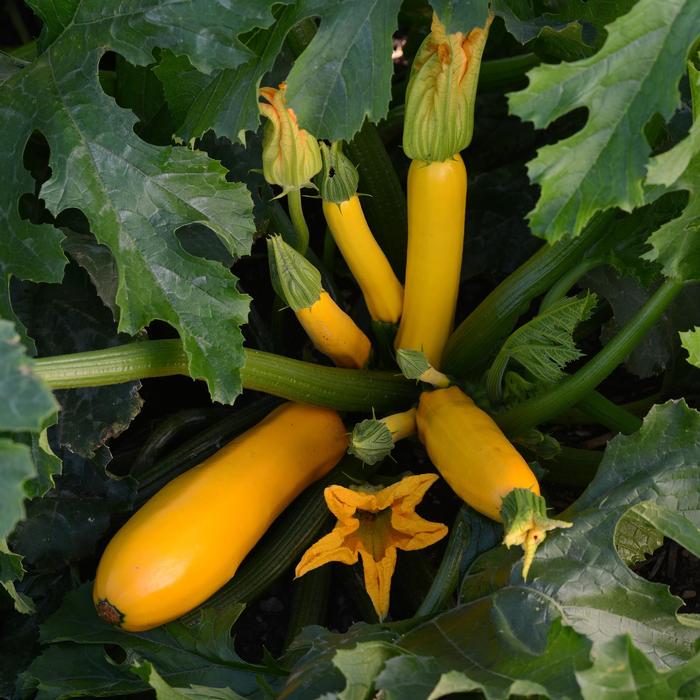 Cucurbita pepo Yellowfin