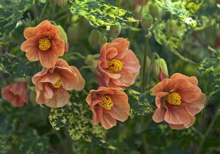 Abutilon pictum Thompsonii