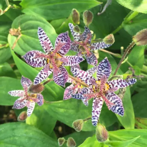 Tricyrtis formosana Dark Beauty