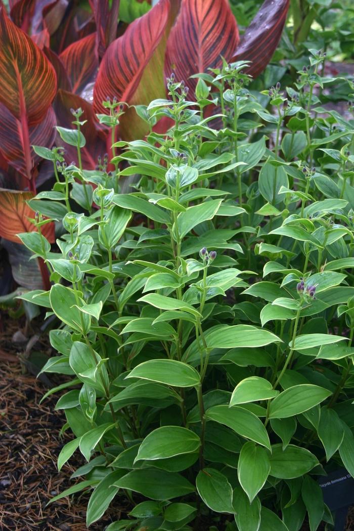 Tricyrtis formosana Gilt Edge