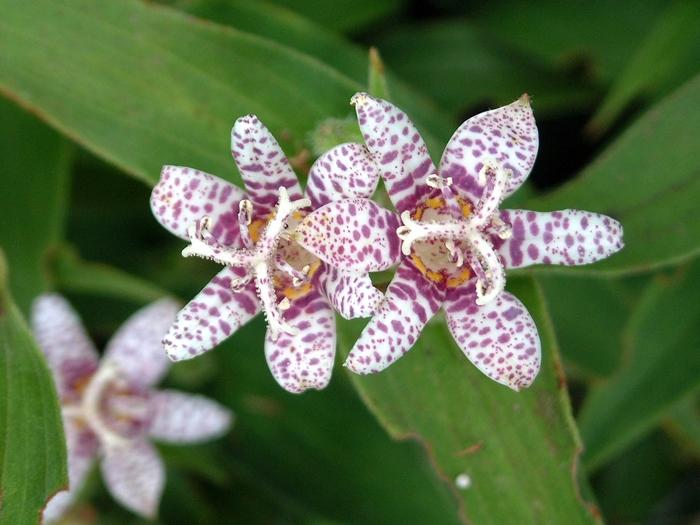Tricyrtis hirta Miyazaki