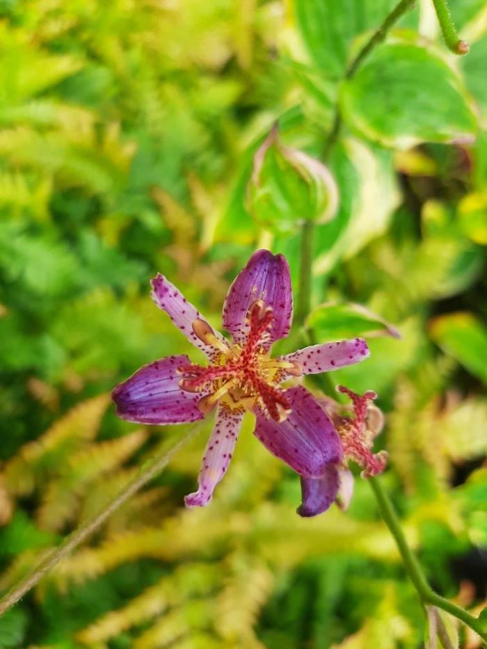 Tricyrtis formosana Ninja Star