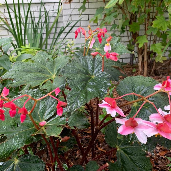 Begonia Lunar Lights&trade; Harvest Moon