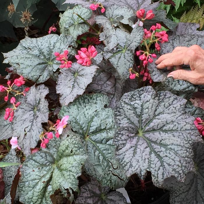 Begonia Lunar Lights&trade; Neon Moon