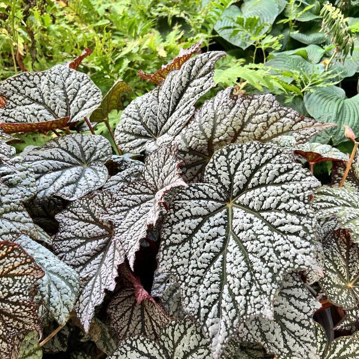 Begonia Lunar Lights&trade; Sterling Moon