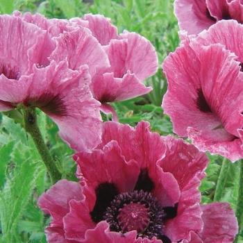 Papaver orientale Pink Perfection