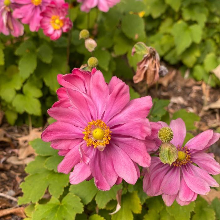 Anemone Fantasy&trade; Belle