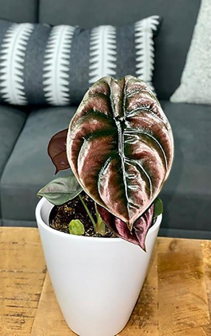 Alocasia cuprea Mythic&trade; Red Secret