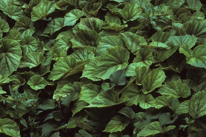 Begonia grandis 