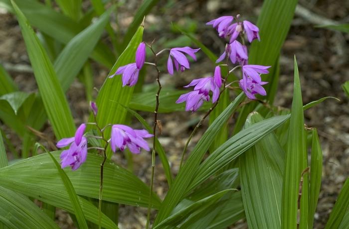 Bletilla striata 
