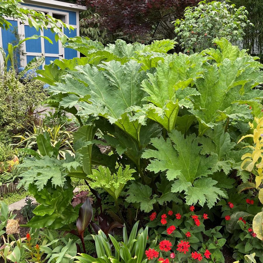 Gunnera tinctoria 