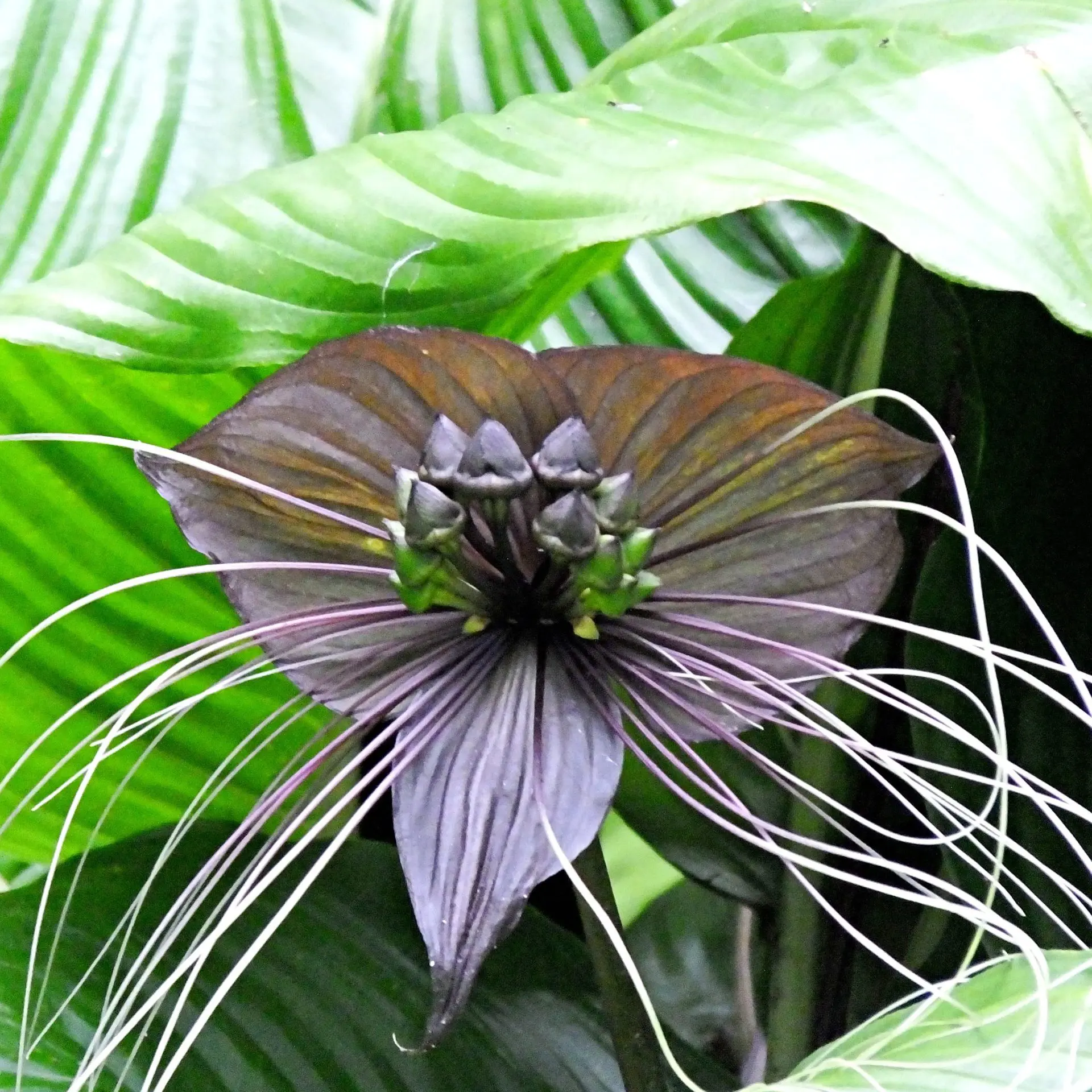 Tacca Chantrieri 