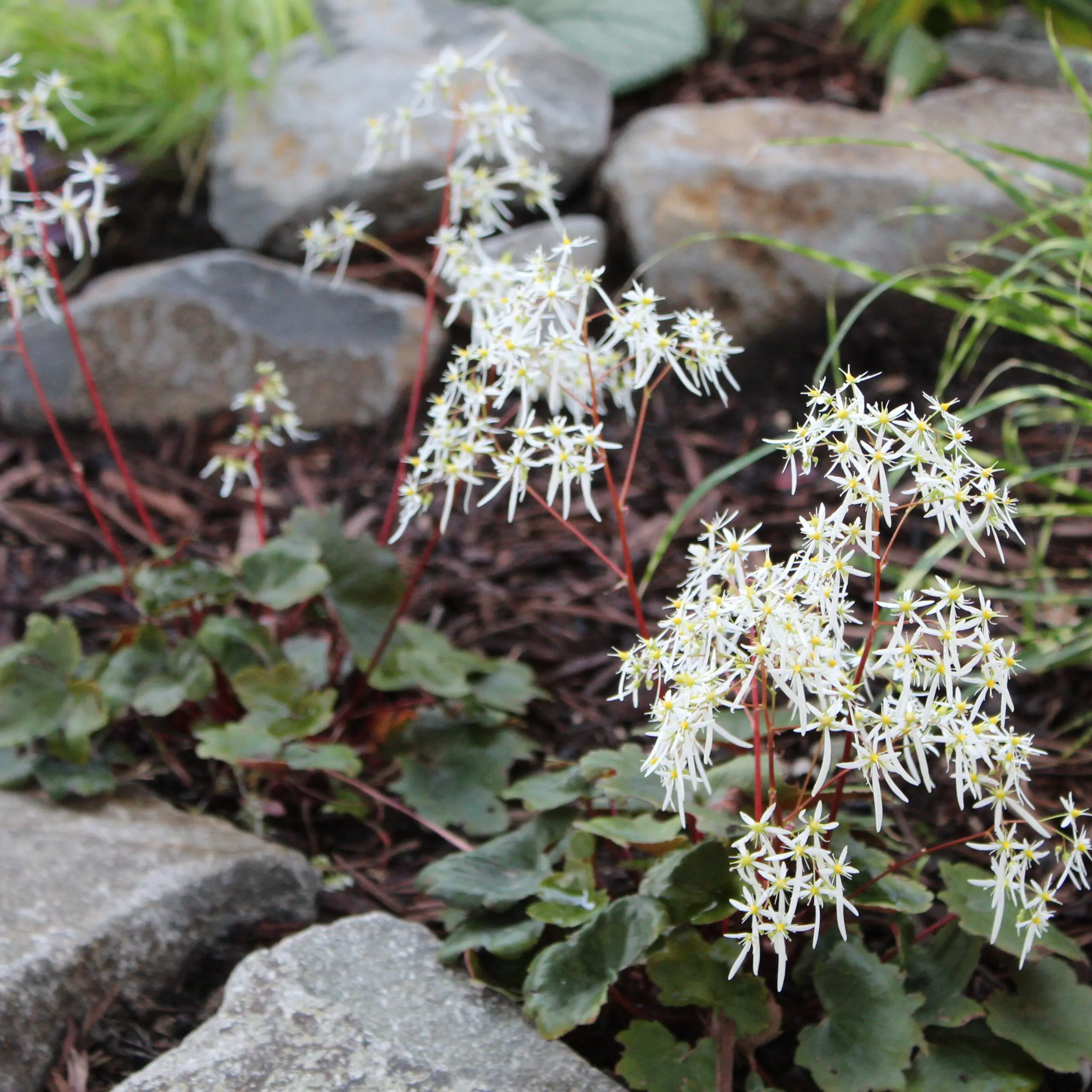 Saxifraga fortunei Rubrifolia