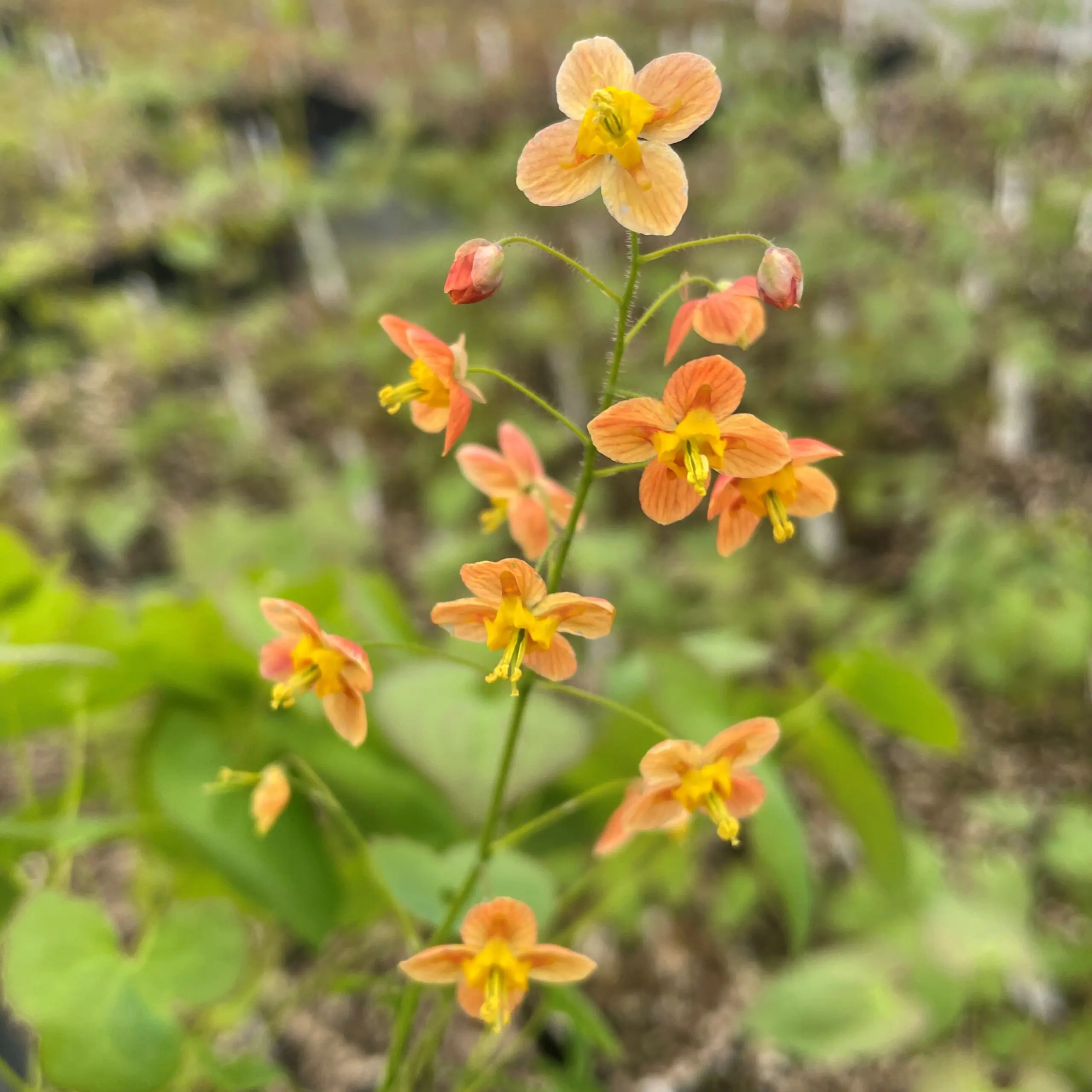 Epimedium warleyense Ellen Willmott
