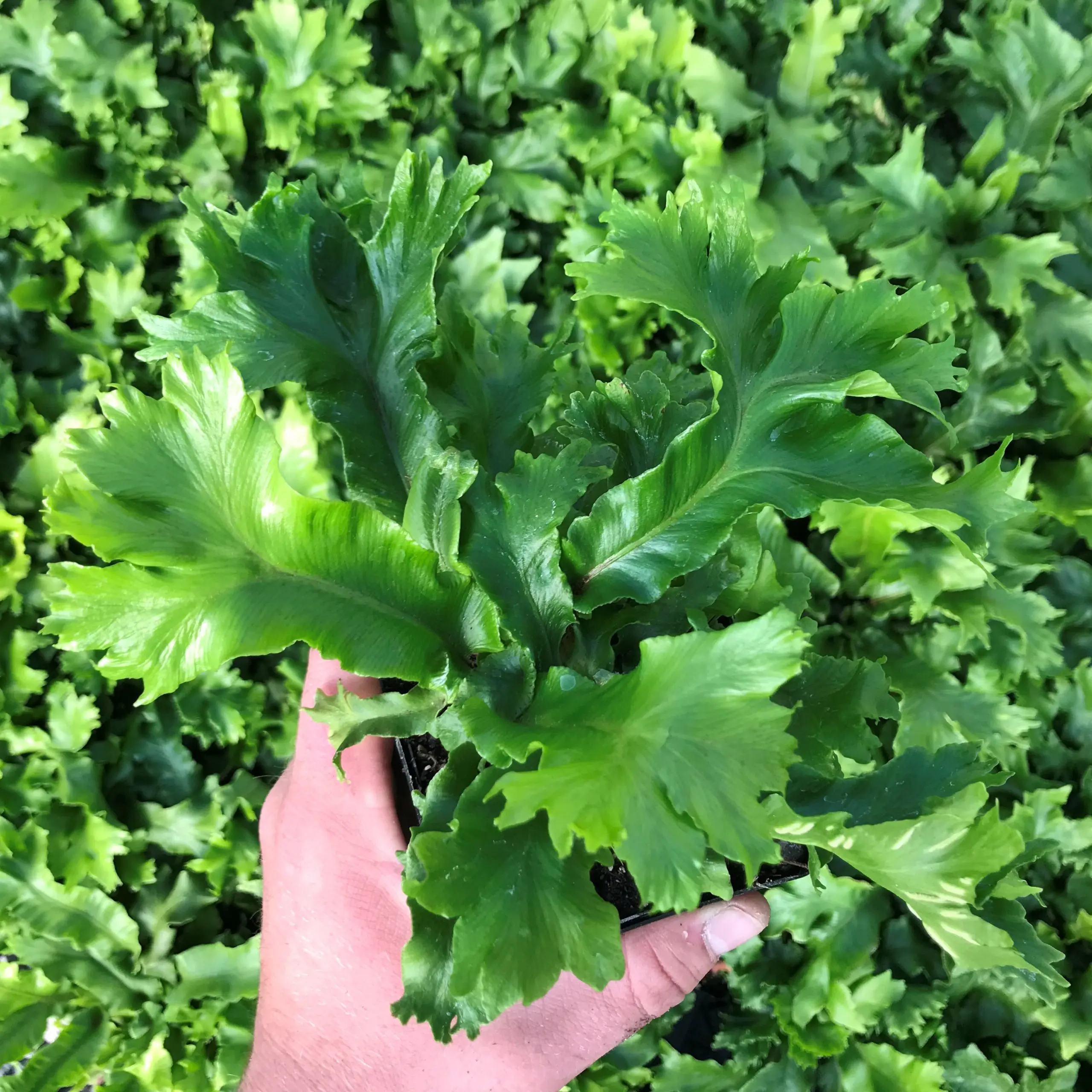 Asplenium scolopendrium Cristata