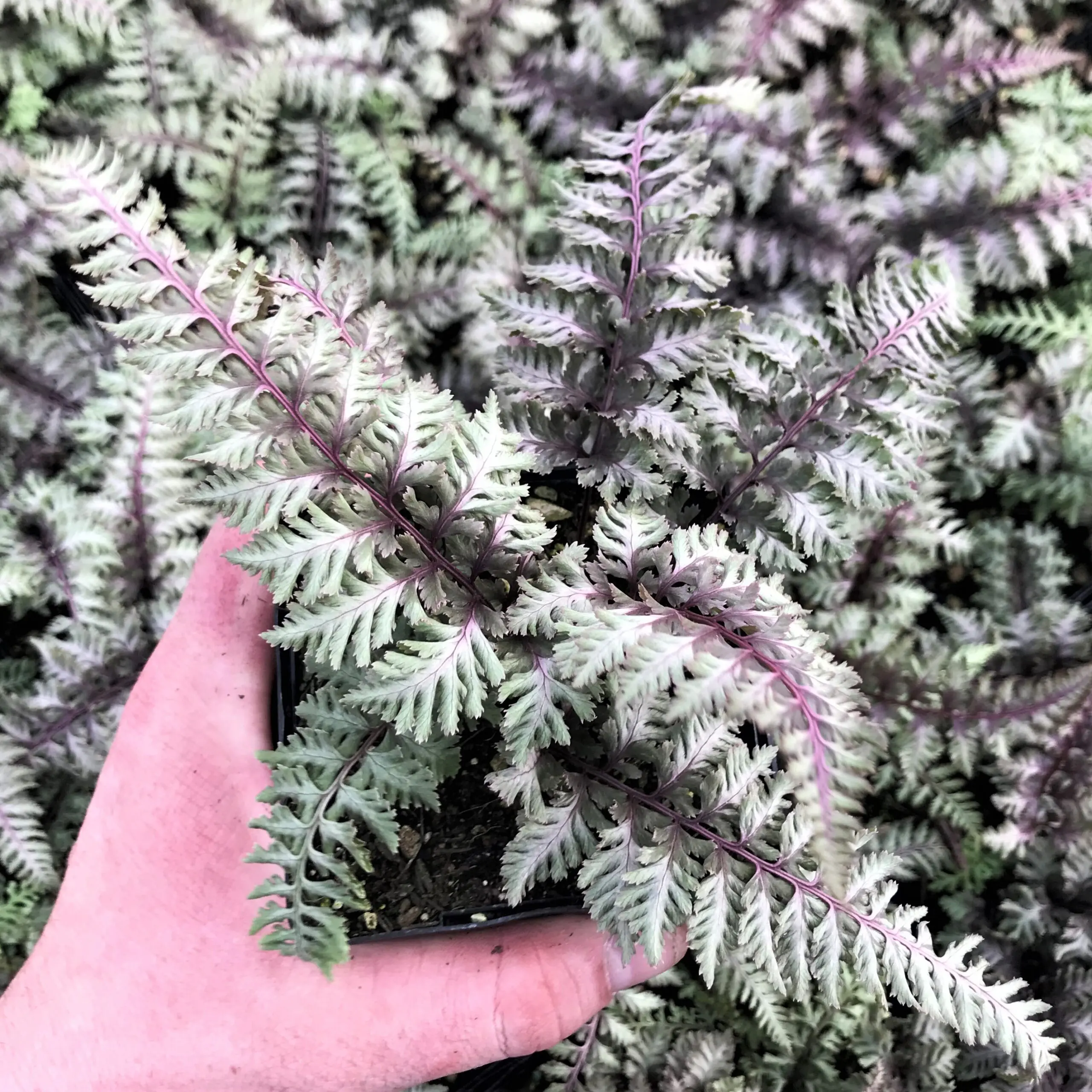 Athyrium niponicum Regal Red