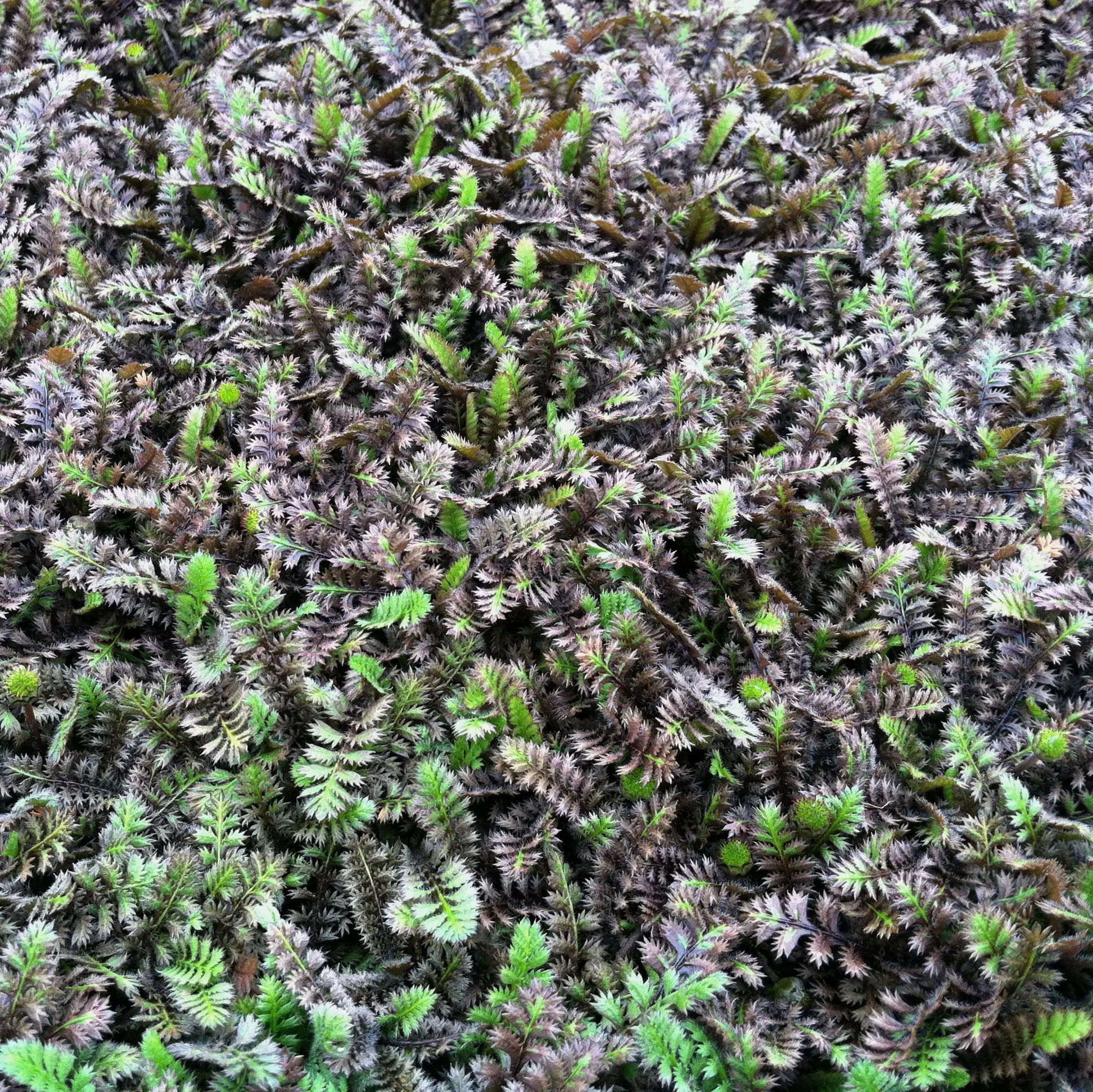 Leptinella squalida Platt's Black